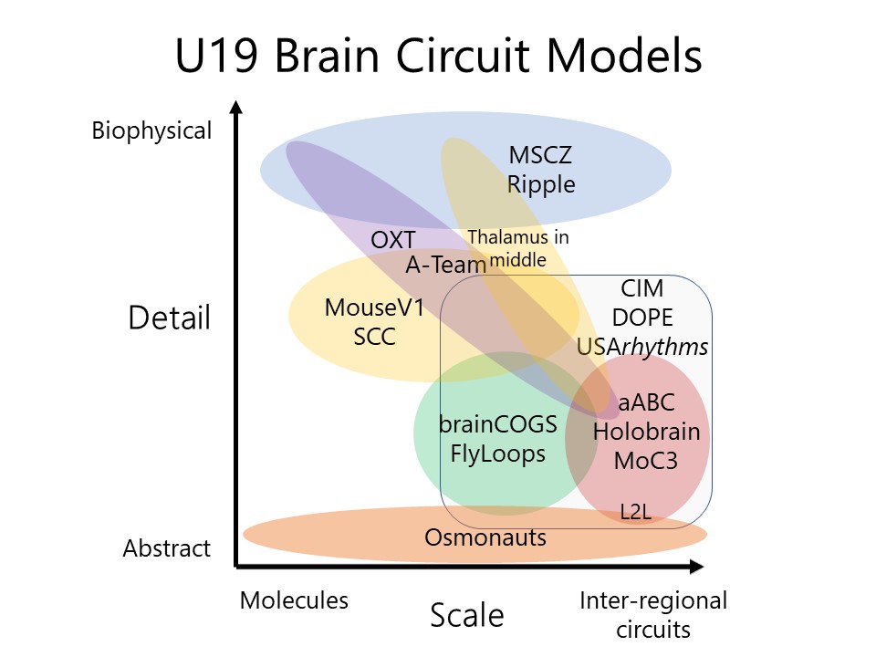 BRAIN Circuit models
