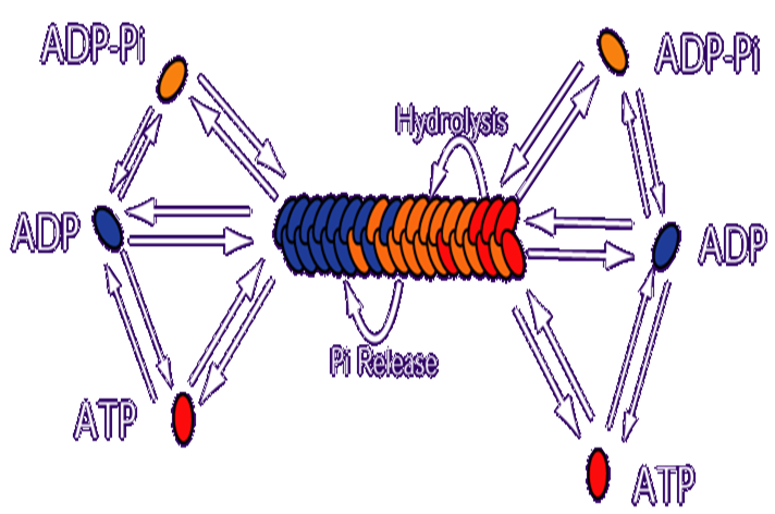 ActinCycle1 fig1