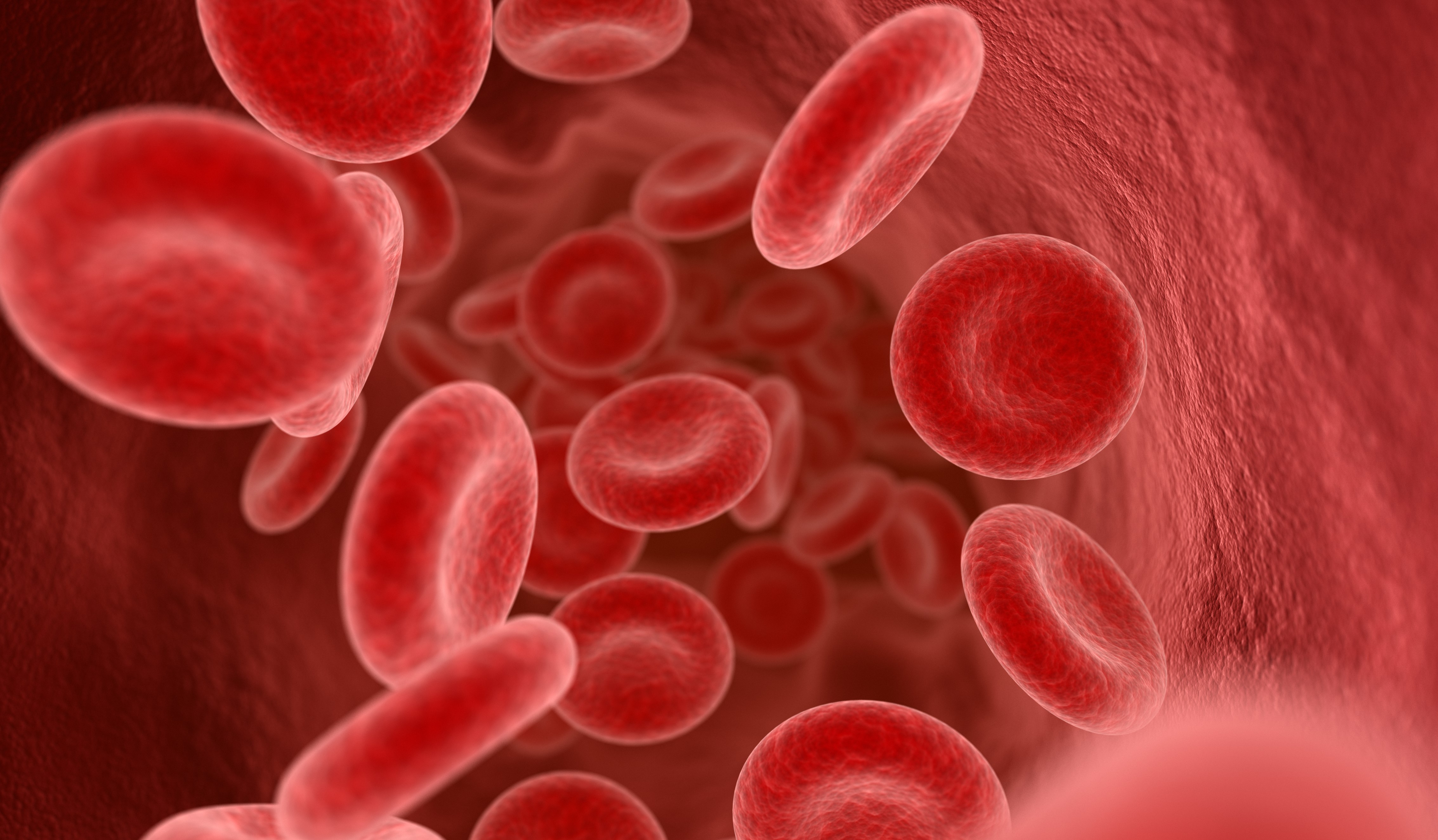 red blood cells picture