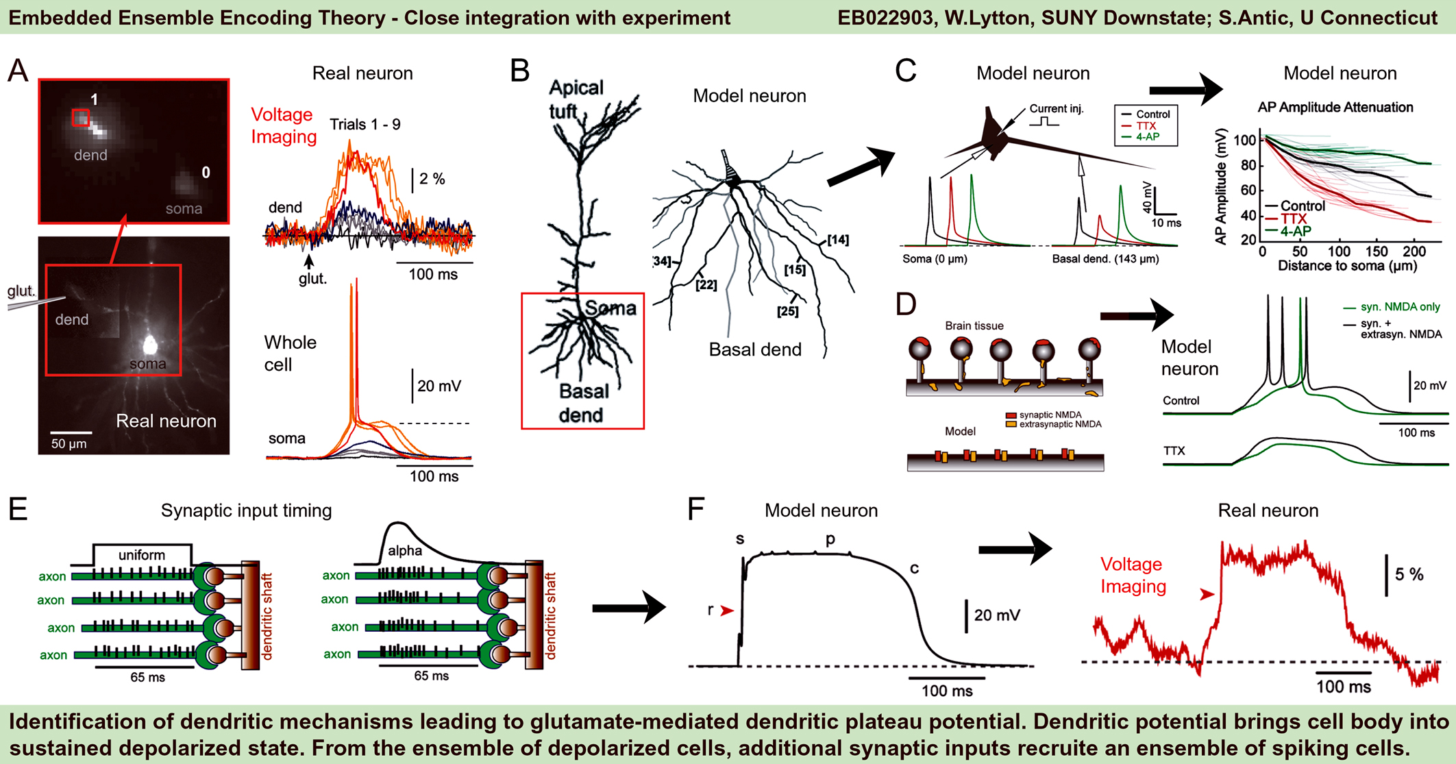 Embedded Ensemble Encoding Theory
