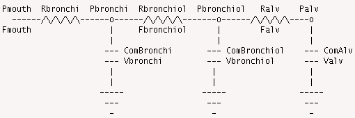 BronchBronchiolAlv_pic1