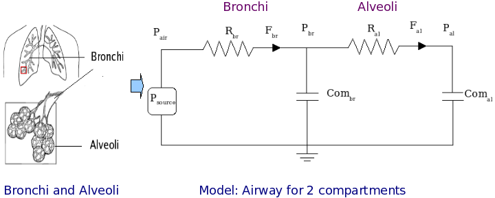 Bronchi pic1