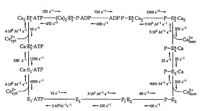 CaATPase pic1