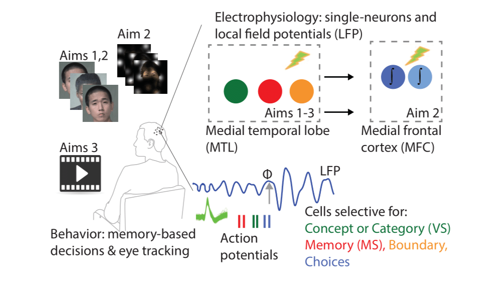 An overview of methods used by collaborators. In the image, a comic rendering of a subject is watching either a series of images or movies, with LFP spiking data and behavioral data being recorded. 