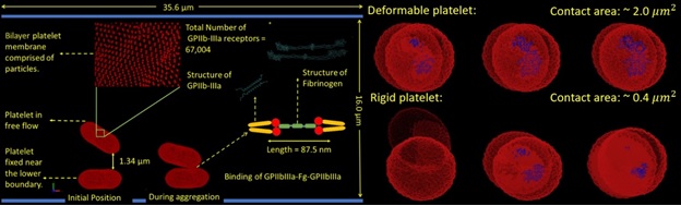 Fig 1: Multiscale model of aggregating platelets (left). Contact area of deformable and rights platelets (right).