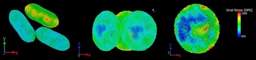 Fig 3: Multiscale model of aggregating three platelets: mapped stresses on to the surfaces of individual platelets.