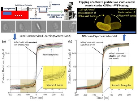 Fig 5: Streaming images from in vitro experiments processed by SULS are used as inputs for a neural network model to robustly handle the sparse and noisy in vitro data for validation of in silico experiments.