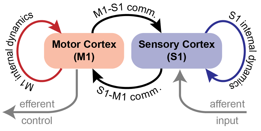 M1-S1 Responses and Communication