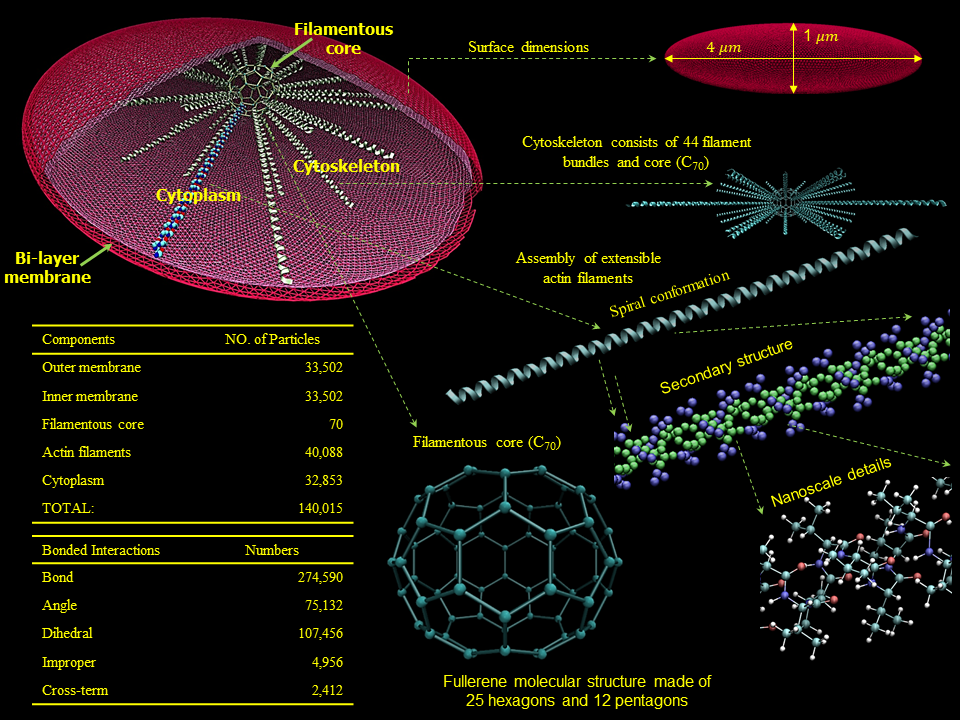 Multiscale platelet structure