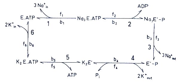 NaKATPase pic1