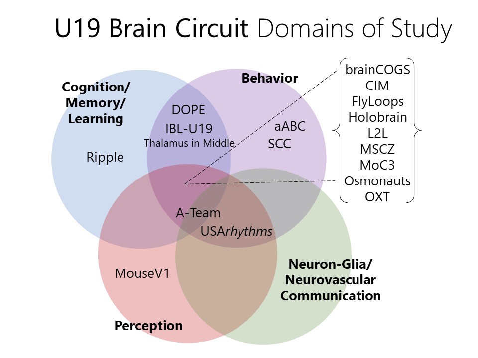 BRAIN Circuit domains of study