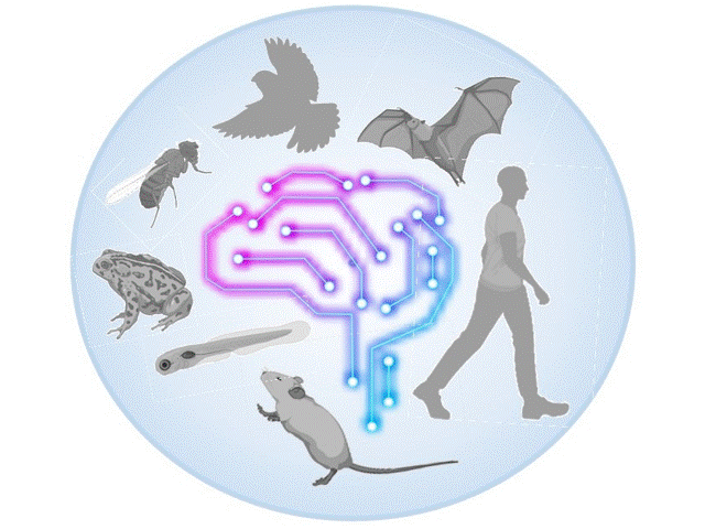 image of person and animals in a circle around a brain