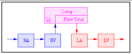 Lung Diagram