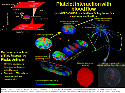 Platelet Interaction with Blood Flow